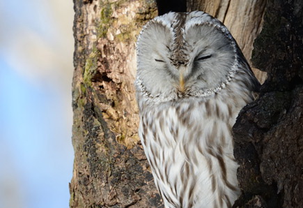 AF-S NIKKOR 800mm f/5.6E FL ED VR