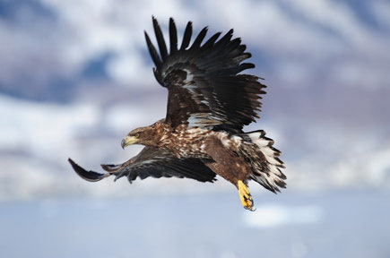 AF-S NIKKOR 500mm f/4G ED VR