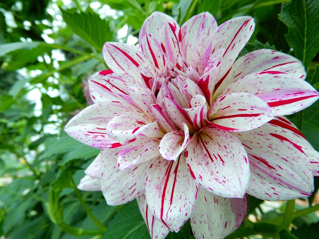 COOLPIX A900